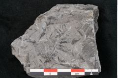 Foto (Detailansicht) von Callipteris sp.  (NHMW-GEO-2024-0188-10909)